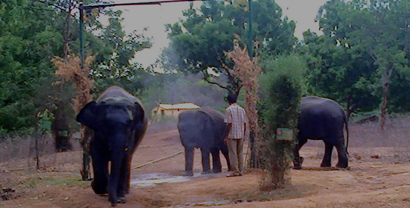 elephant image